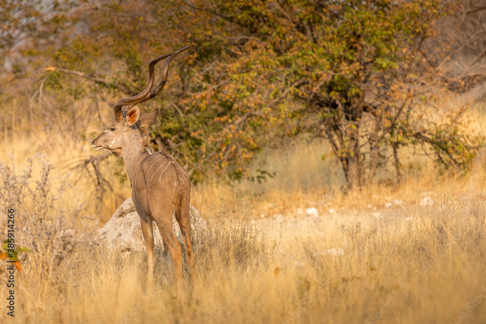 a great kudu hiding behind tall grass observes the surroundings for its survival, Etosha, Namibia a great kudu hiding behind tall grass observes the surroundings for its survival, Etosha, Namibia