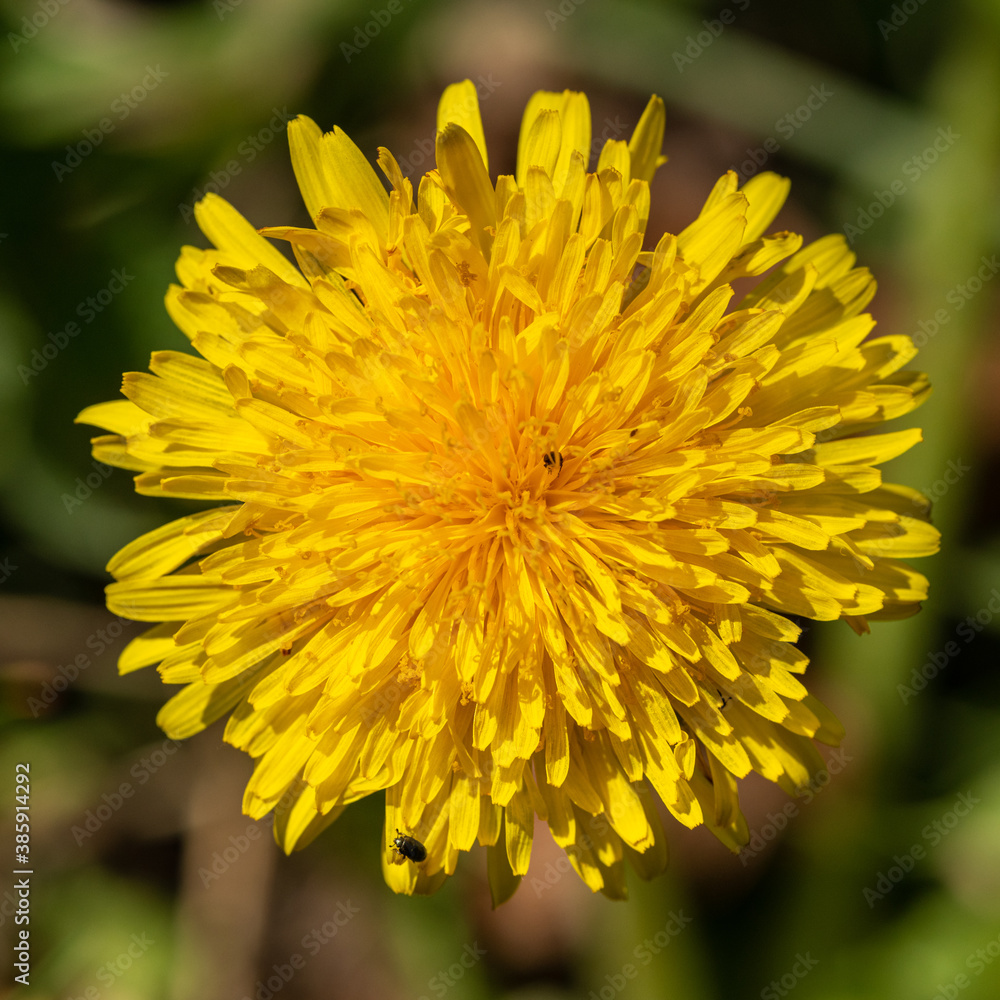 top detail view of yellow dandelion (Taraxacum officinale) flower top detail view of yellow dandelion (Taraxacum officinale) flower