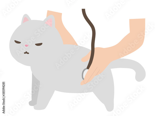 動物病院　診察を受ける猫　白猫