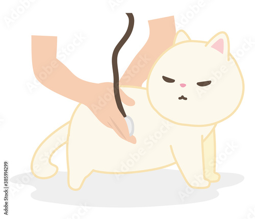 動物病院　診察を受ける猫　白猫