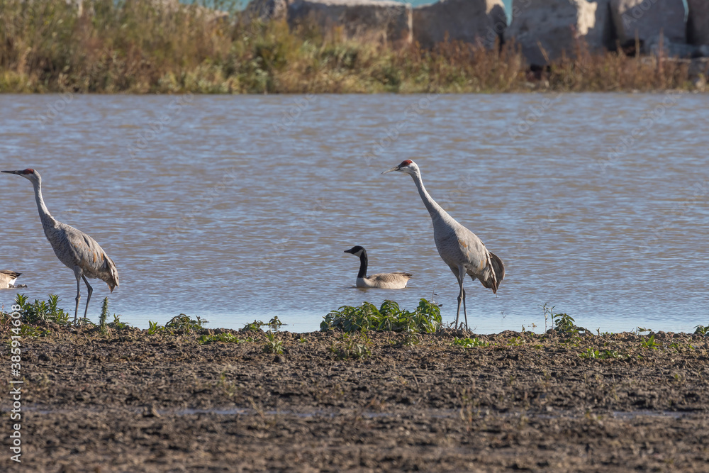 Fototapeta premium Sandhill cranes on the shore of lake Michigan