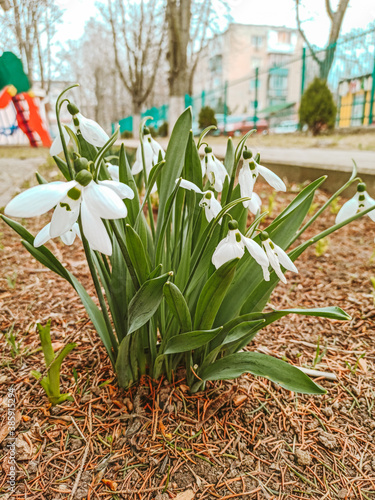 flowers in the garden