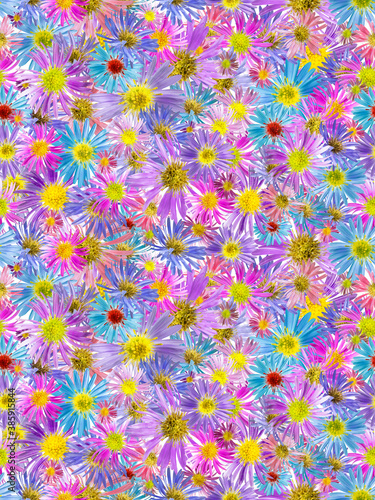 Floral seamless pattern from flowers of alpine aster. White isolated background. Close-up. Macro shooting. Concept for printing and design.