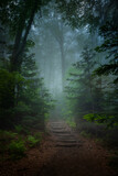 Forest path on a foggy autumn morning