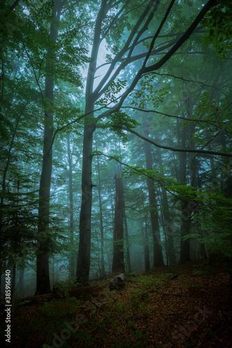 Fototapeta Naklejka Na Ścianę i Meble -  Trees in the foggy morning in the forest