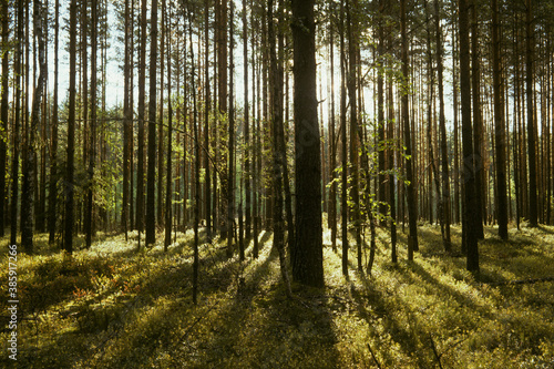 Morning in the pine forest. Tver region.