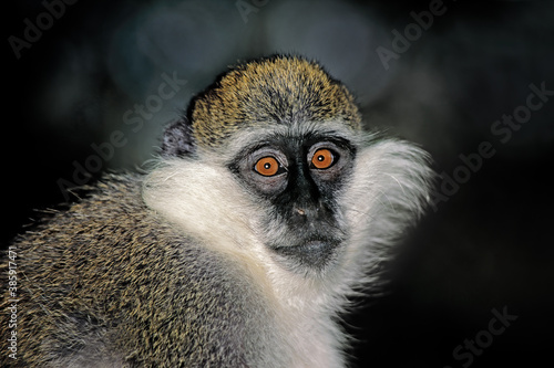 Portrait of a grivet or savannah monkey (Chlorocebus aethiops), Ethiopia. photo