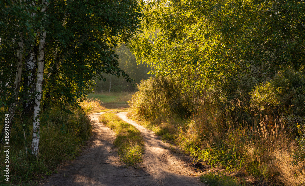 The path in the park. Woodland. Traveling in nature. The path in the park. Woodland. Traveling in nature.