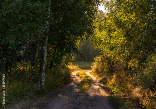 The path in the park. Woodland. Traveling in nature.