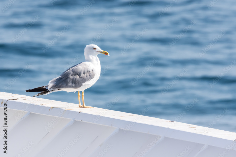 Fototapeta premium Seagull on the beach