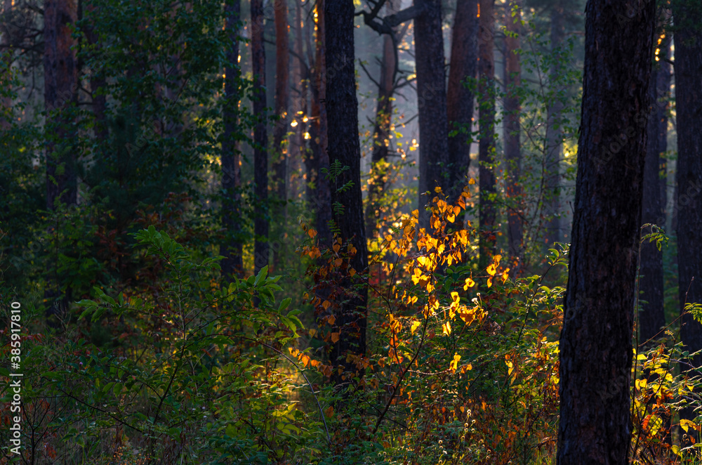 Obraz premium Woodland. Sunny morning. The rays of the sun play in the branches of trees. Travel in nature.