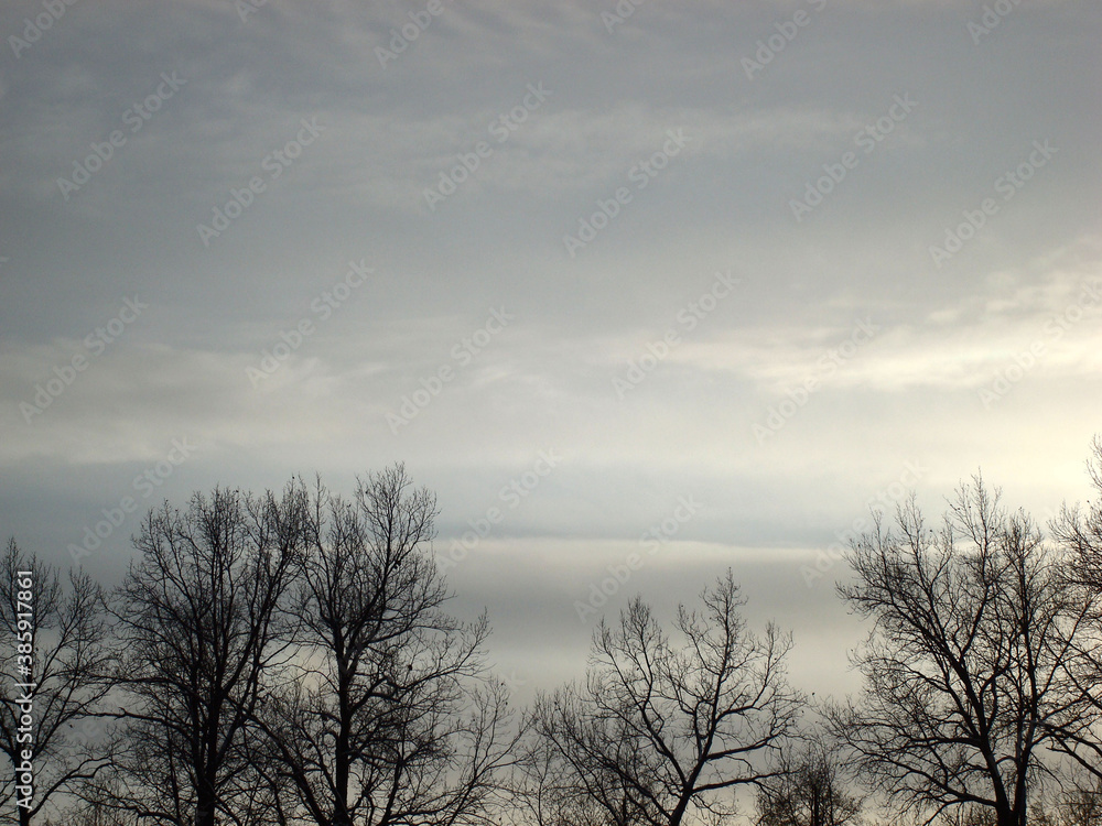 Winter forest, horizon. Snow cold scene. Grey Winter forest, horizon. Snow cold scene. Grey
