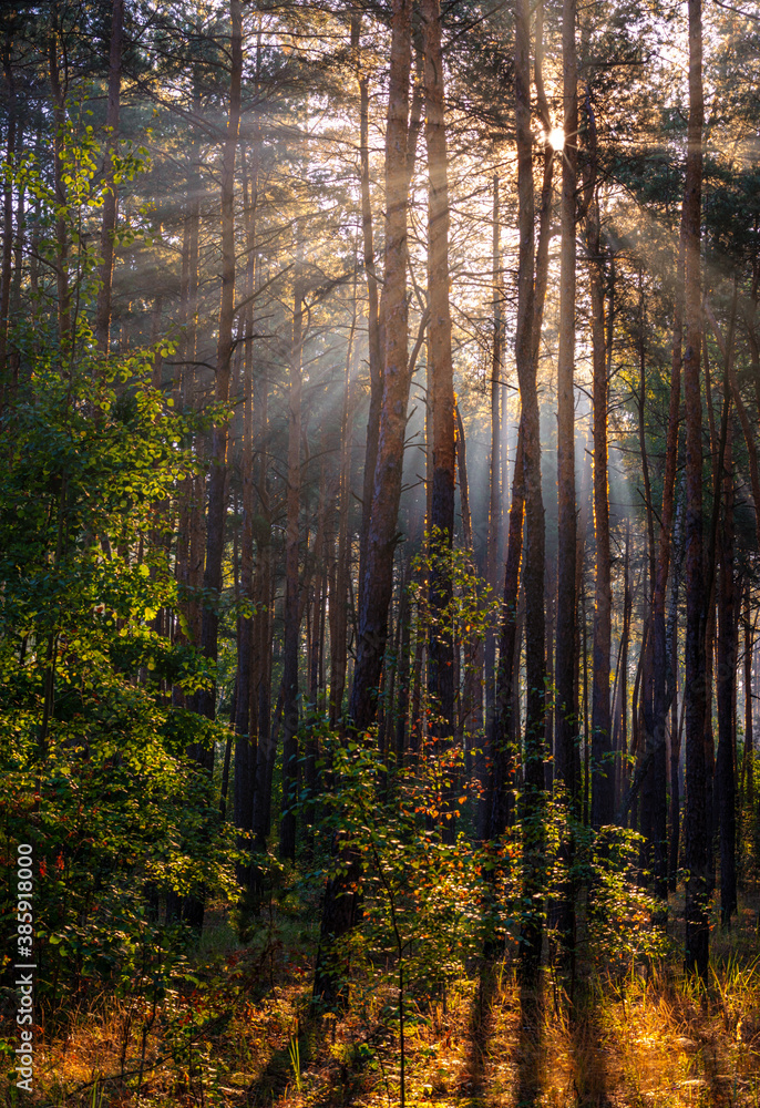 Obraz premium Woodland. Sunny morning. The rays of the sun play in the branches of trees. Travel in nature.