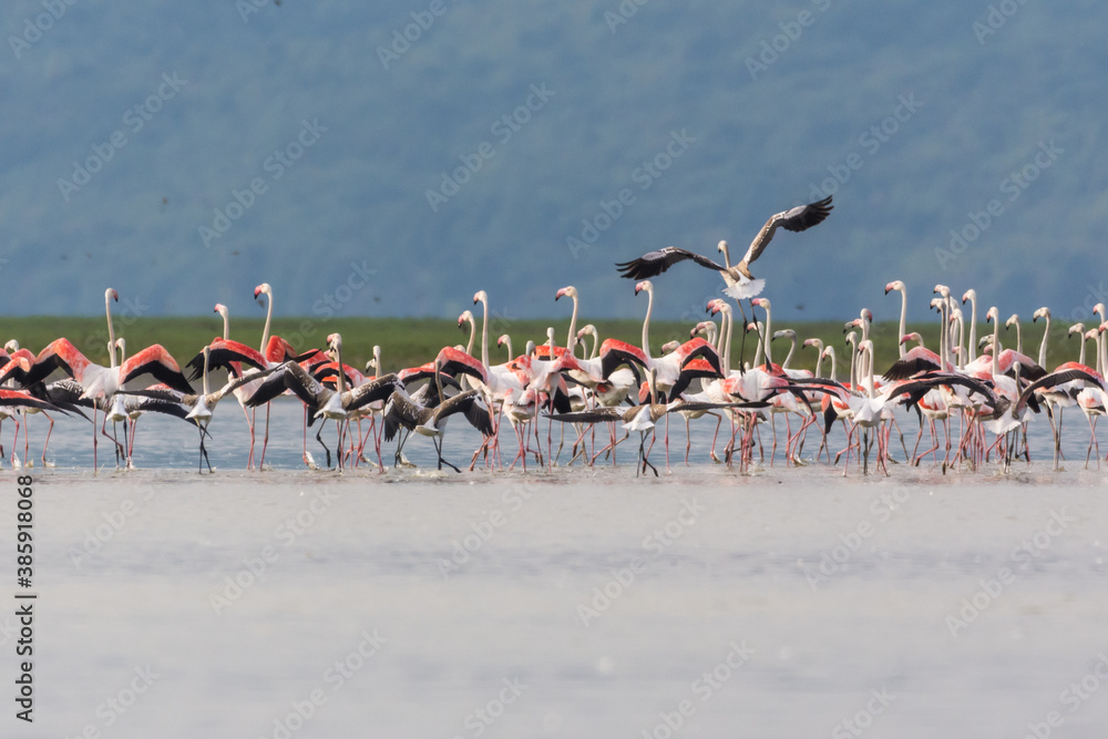Fototapeta premium Flamingo flock in the lake