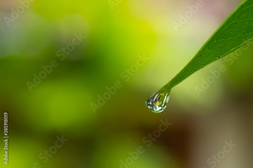 water droplets on green leaves after rain