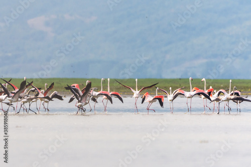Flamingo flock in the lake