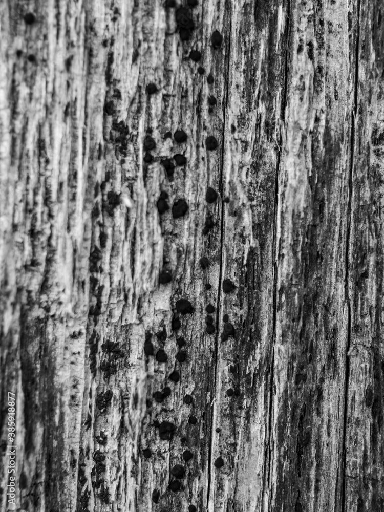 Closeup of wooden texture Closeup of wooden texture