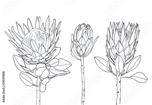 Collection of protea exotic tropical flower. line art. Design for print, textile, cards. - Vector illustration