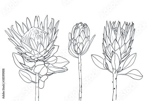 Collection of protea exotic tropical flower. line art. Design for print, textile, cards. - Vector illustration