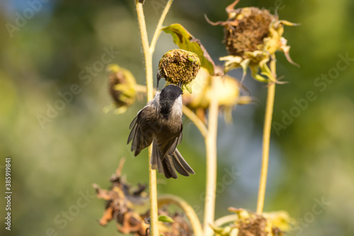 Beautiful birds in colors of the Autumn