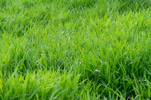 close up of fresh green grass filed background