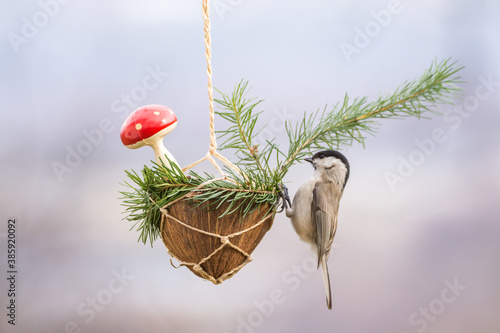 Winter birds on snowy day