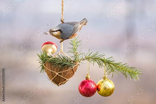 Winter birds on snowy day