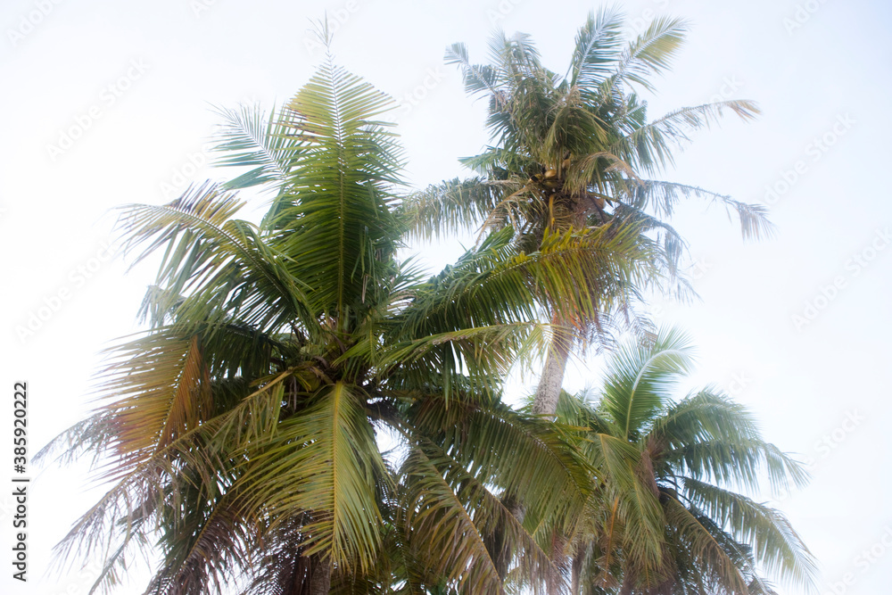 Fototapeta premium ヤシの木