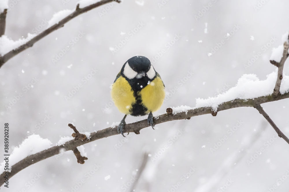 Fototapeta premium Winter birds on snowy day