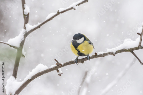 Winter birds on snowy day