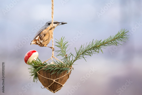 Winter birds on snowy day