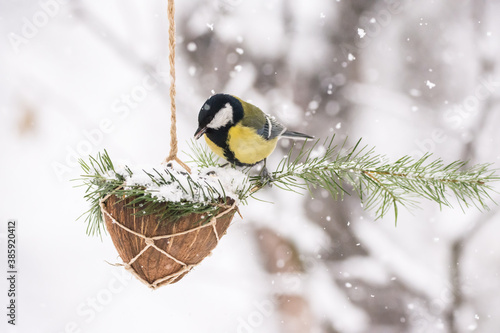 Winter birds on snowy day
