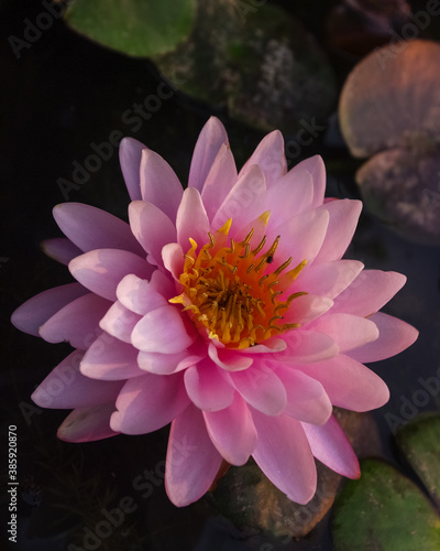 Bright pink water lily nymphaea flower