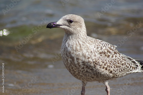 A seagull drinking seawater on a beach.