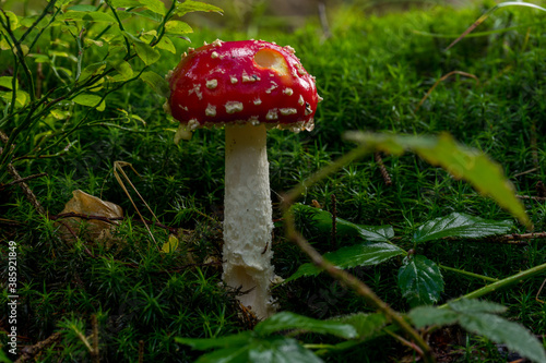 Fly agaric mushroom in the forrest of the belgium village Longfaye photo