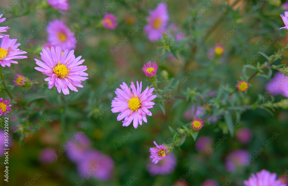 field of flowers. purple flowers bouquet. Blue cornflowers. Beautiful flowers with bokeh. color of the year very peri field of flowers. purple flowers bouquet. Blue cornflowers. Beautiful flowers with bokeh. color of the year very peri