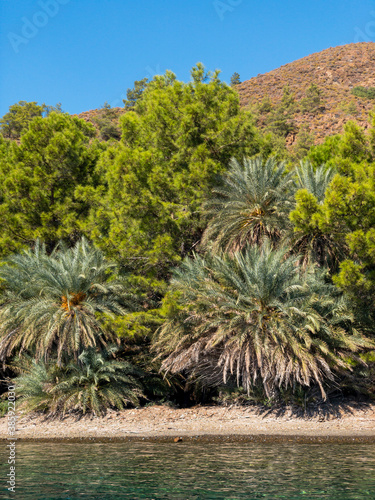 Beautiful palm and pine trees at a bay in Datca  Turkey. It is a natural date fruit specialty growing only in this area 