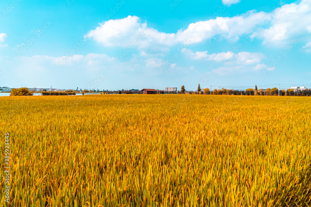Golden wheat field under clear sky