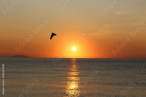 beautiful sunrise and bird on the Black sea in autumn in September © Elena Bondareva