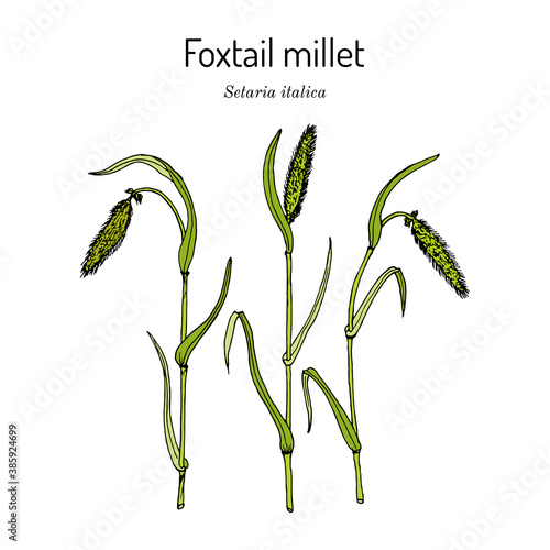 Foxtail millet Setaria italica , edible and forage plant photo