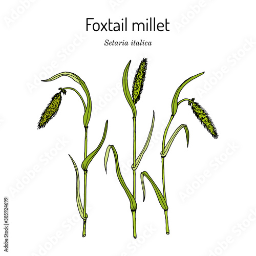 Foxtail millet Setaria italica , edible and forage plant