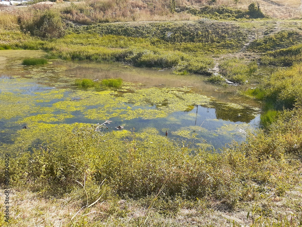 small lake overgrown with grass