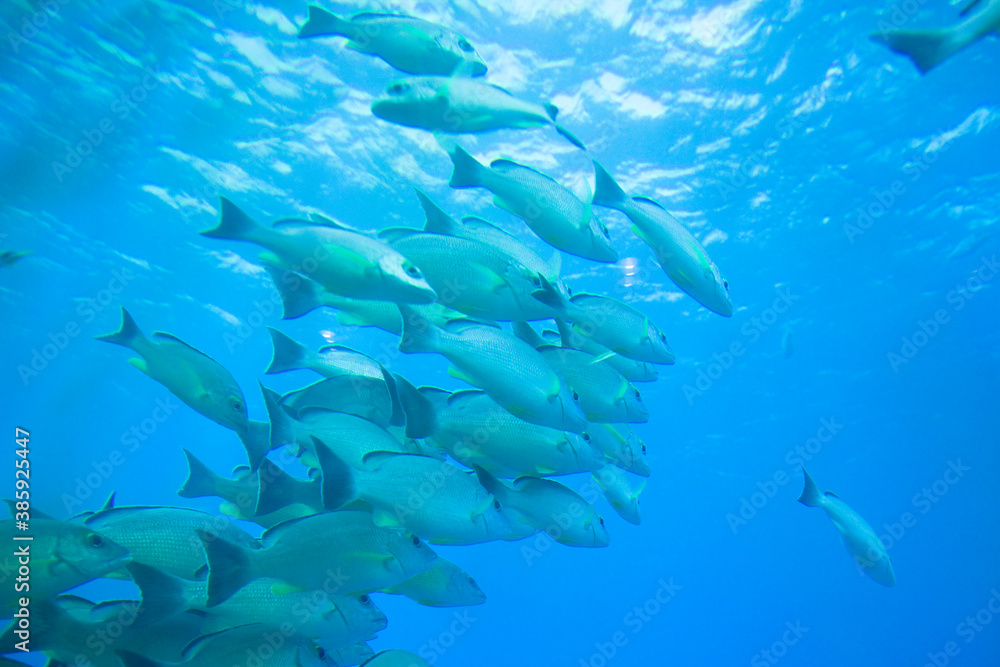 水中を泳ぐ魚 水中を泳ぐ魚