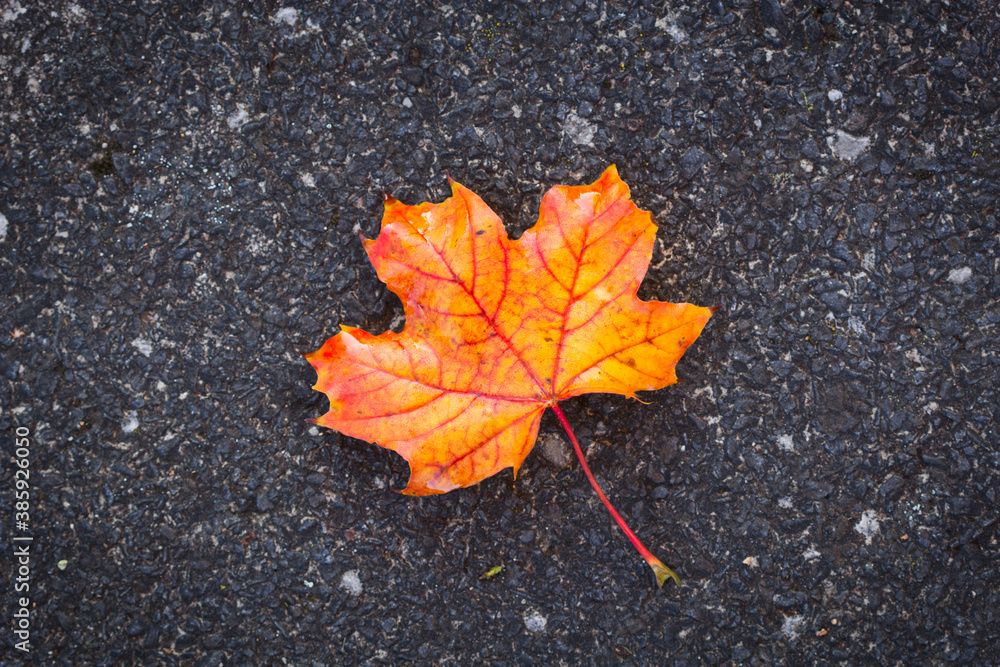autumn leaf on asphalt