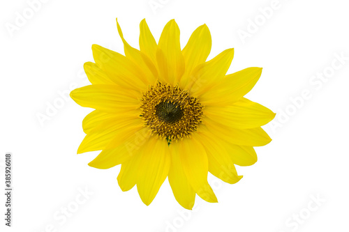 Photo of the head of Sunflower flower also known as Helianthus L isolated over white background