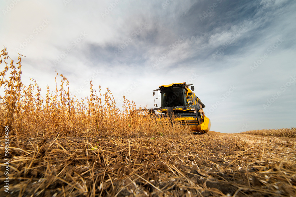 Fototapeta premium Harvesting of soybean field with combine.