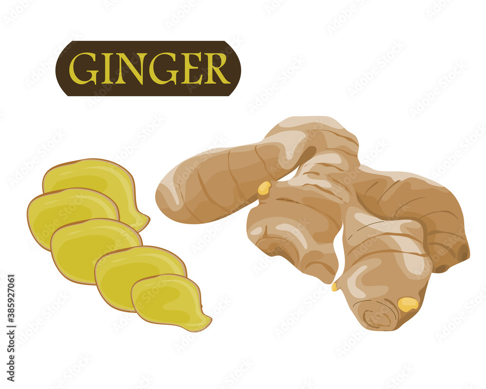 isolate ginger and ginger slice on white background drawing vector illustration isolate ginger and ginger slice on white background drawing vector illustration