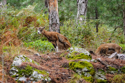 Jeune femelle mouflon corse