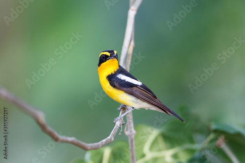 Beautiful small bird, adult male Narcissus flycatcher, high angle view, side shot, perching on the curve branch in the morning in nature of tropical moist forest, the jungle of Thailand.