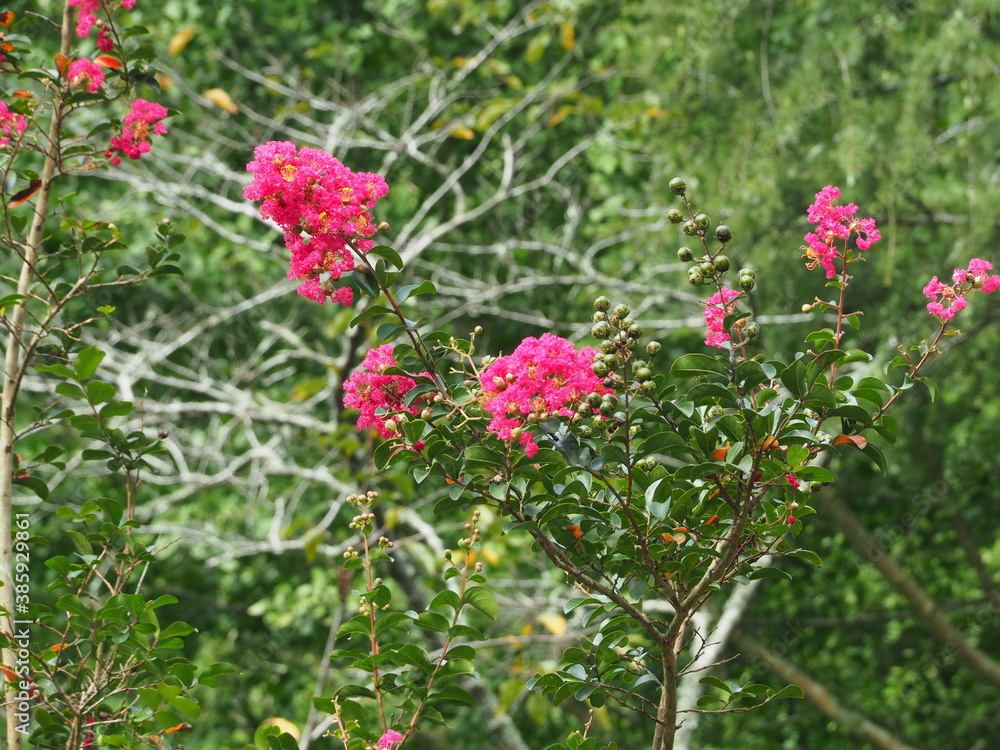 鹿島神宮の門前の百日紅の花